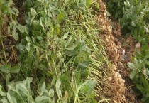 绿巨人怎么浇水（绿巨人的浇水方法）