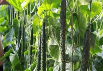 球兰不开花是什么原因？怎么解决与预防