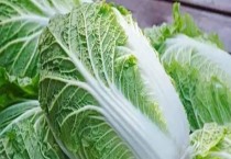 一亩白菜能产多少公斤（附种植多久？）