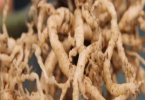 早熟茄子管理技术