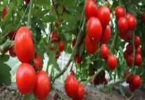 香菜种子如何提高发芽率（香菜催芽窍门）