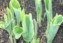 金针菇怎样反季节培育效益更高