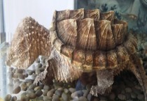 大鳄龟可以深水养吗？