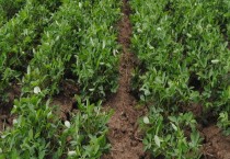 花生移栽会造成减产吗？