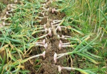 大蒜用什么肥料做底肥（追肥如何选择）