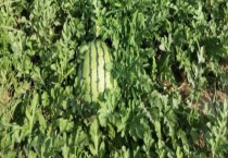 中华芦荟具体怎么栽培（中华芦荟的栽培技术）