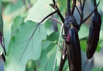哈密瓜简易塑棚栽培技术