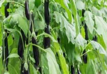 茄子红蜘蛛用什么药最有效？防治要点与用药方法