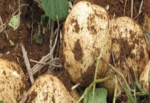 一品红叶子发黄的原因（一品红叶子发黄怎么办）