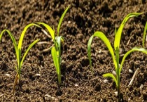 金边吊兰叶尖发黑的原因和解决方法