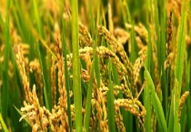 良玉88号（良玉88号玉米种简介）