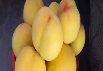 奉贤黄桃上市时间（品种特点）