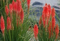 石斛种植管理不能少