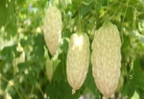 白玉兰的花语（白玉兰花语的含义）