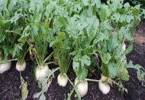 夏季适合种植什么蔬菜介绍