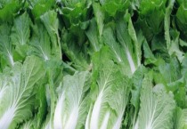 白菜品种（早春冷棚大白菜种植技术）