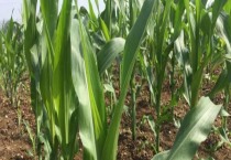 玉米除草剂如何使用不伤苗（玉米除草剂使用方法）