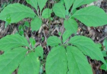 人参苗怎么种植(什么时候种植好(人参苗叶子为什么卷起来了)