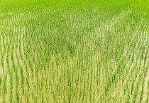 众麦998（众麦998小麦种怎么样）