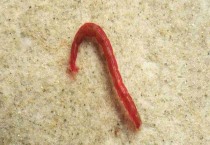 救心菜什么时间种植好（救心菜种植时间及种植技术）