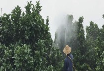 泽玉709（泽玉709玉米种怎么样）
