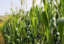 木耳菜采收时间（木耳菜采收方法）