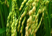 影响棉花产量原因有哪些（提高棉花产量措施）