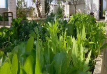 红色苹果如何贴字（红色苹果贴字技术）