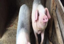 菠菜低温障碍防治方法