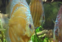 找盆花萎蔫的原因并及时补救