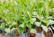 西瓜怎样育苗（西瓜育苗用什么肥料）