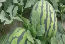 玉米如何选种获高产（玉米高产选种方法）