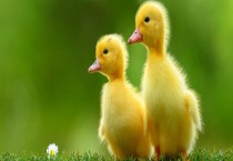 小议拖拉机“起步”该留心的工作