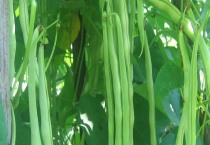 玉米种植改版了