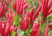 小米辣栽培技术（种植小米辣怎么管理）