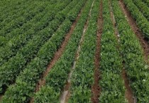 花生能不能打二次除草剂（除草剂对花生有什么危害）