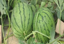 油菜僵苗切莫慌（小编来教你防治）