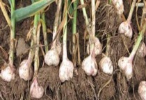 怎样种植大蒜长得又