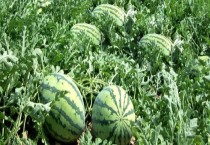 种瓜的几个步骤（种瓜一般选择什么季节）