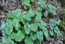 贮藏莲藕用奇招