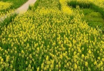 早春冷棚甘蓝栽培技术