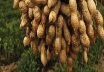 花生怎么管理才能高产（用什么肥料好）