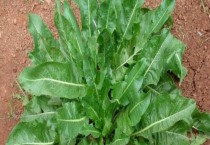 千叶吊兰植株干枯、枯萎怎么办