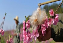 茄子如何人工授粉（授粉的方式有哪些？）