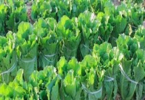 一亩地白菜产量多少斤（施什么肥料长得快）