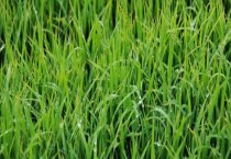 深山含笑的花期（深山含笑的功效和作用）