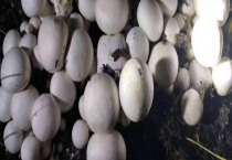 蘑菇的种植技术