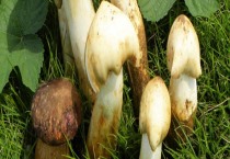 大蒜黄尖是什么原因（大蒜黄尖解决方法）