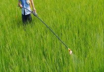 长生草培育方法