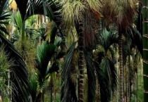 北方养栀子花怎么叶绿花大